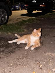 Found/Stray Unknown Cat last seen Cedar Lake Pkwy and S Wayzata Blvd, Minneapolis, MN 55416