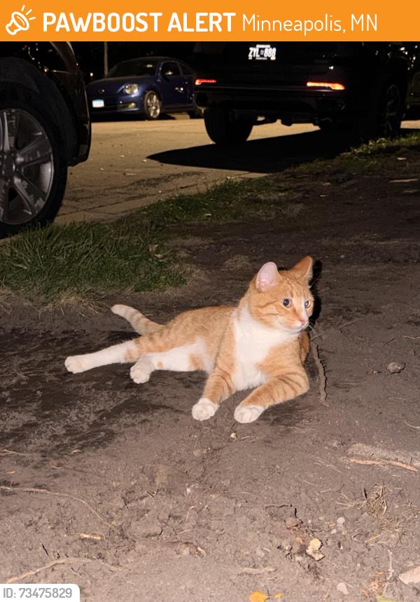 Found/Stray Unknown Cat last seen Cedar Lake Pkwy and S Wayzata Blvd, Minneapolis, MN 55416