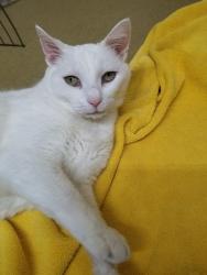 Shelter Stray Female Cat last seen Near Bear Valley Parkway, Escondido, CA, 92025, Escondido, CA 92027, USA