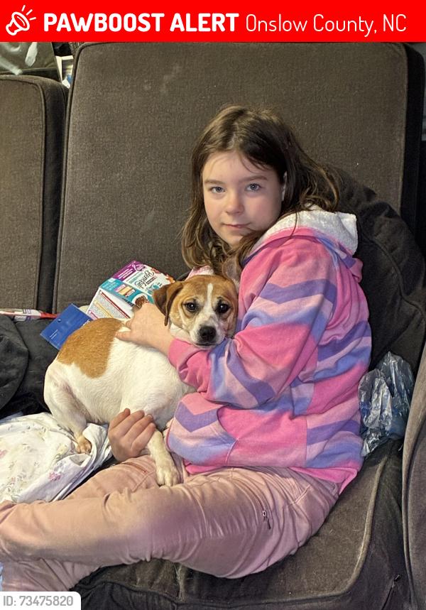 Lost Female Dog last seen Holly shelter road and Harris creek loop road, Onslow County, NC 28540