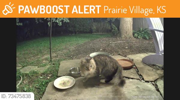 Found/Stray Unknown Cat last seen 70th and Roe, Prairie Village, KS 66208