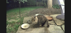 Found/Stray Unknown Cat last seen 70th and Roe, Prairie Village, KS 66208
