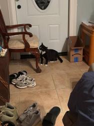Reunited Female Cat last seen Near Ave and 60th Street, Pinellas Park, Pinellas Park, FL 33781