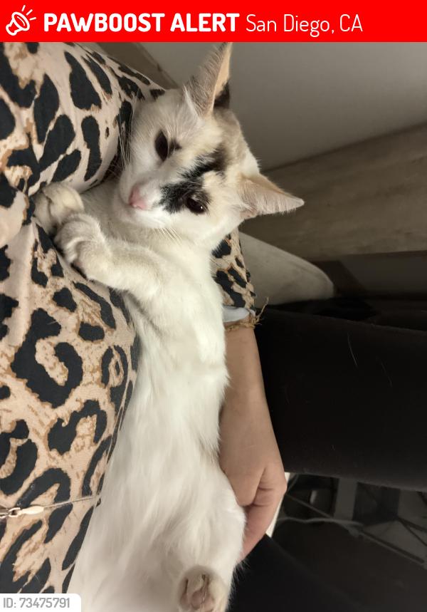Lost Female Cat last seen Near Caminito westechester, San Diego, CA 92126