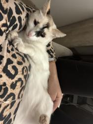Lost Female Cat last seen Near Caminito westechester, San Diego, CA 92126