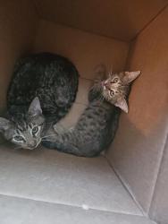 Found/Stray Male Cat last seen Bush, Anaheim, CA 92815
