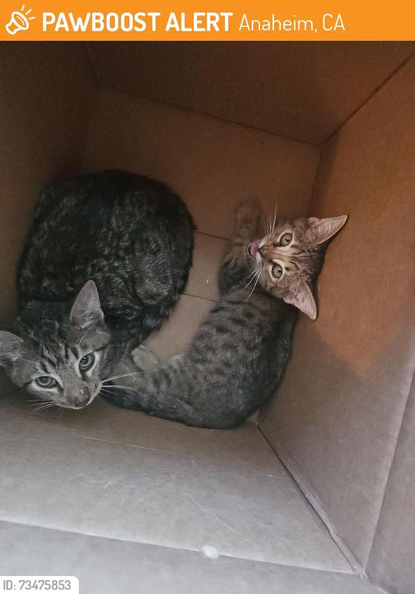 Found/Stray Male Cat last seen Bush, Anaheim, CA 92815