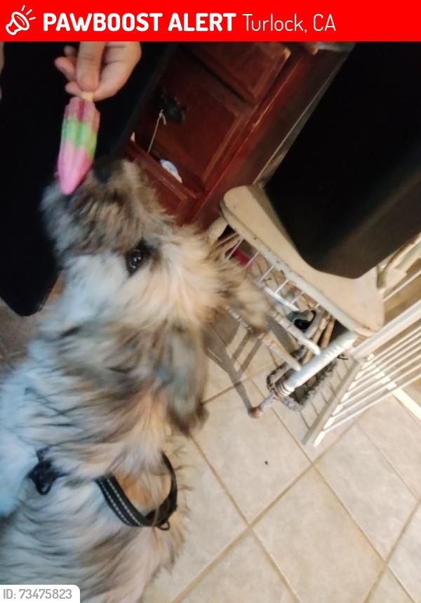 Lost Female Dog last seen Crowell rd turlock ca, Turlock, CA 95382