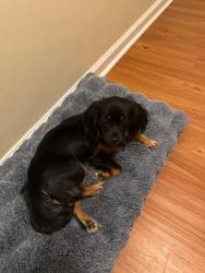 Lost Female Other last seen 1708!Devon way, Virginia Beach, VA 23456