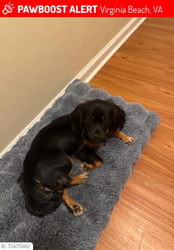 Lost Female Other last seen 1708!Devon way, Virginia Beach, VA 23456