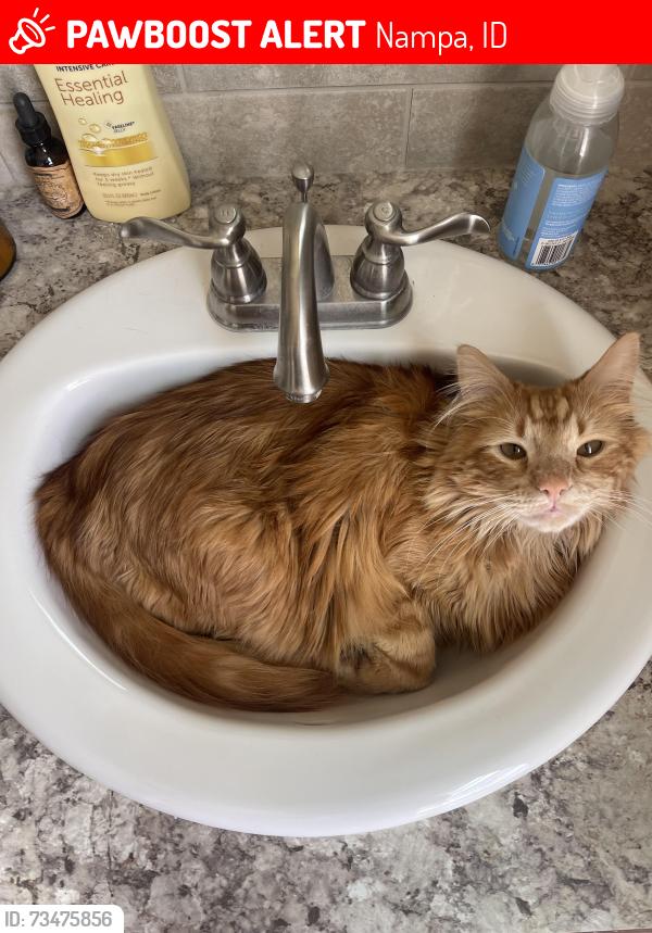 Lost Male Cat last seen Carriage Hill North, Nampa, ID 83686