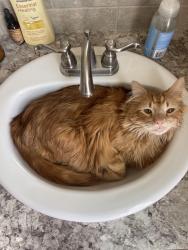 Lost Male Cat last seen Carriage Hill North, Nampa, ID 83686