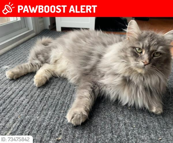 Lost Female Cat last seen Hyman / Spring Garden, Dollard-des-Ormeaux, QC 