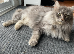 Lost Female Cat last seen Hyman / Spring Garden, Dollard-des-Ormeaux, QC 