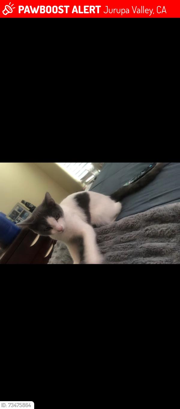Lost Male Cat last seen Rouner drive, Jurupa Valley, CA 92509