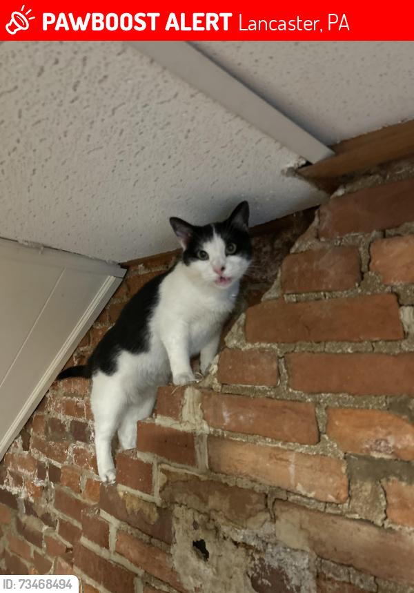 Lost Male Cat last seen Lime St, Lancaster, PA 17603
