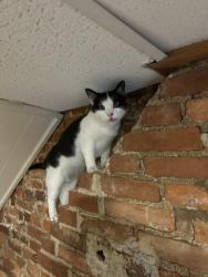 Lost Male Cat last seen Lime St, Lancaster, PA 17603