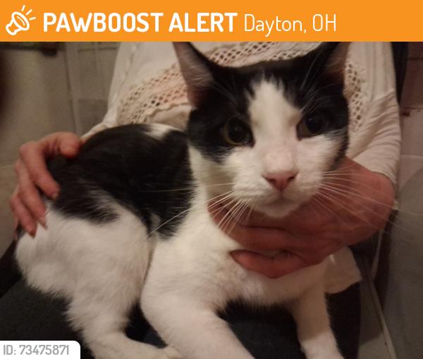 Found/Stray Male Cat last seen Pritz st Dayton ohio 45410, Dayton, OH 45410