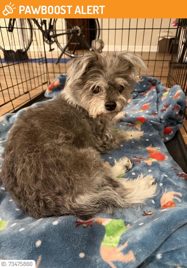 Found/Stray Unknown Dog last seen Near Oakland gardens court liberty twp, Ohio 45011, Liberty Township, OH 45011