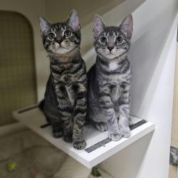 Shelter Stray Female Cat last seen , Animal Care & Control Team of Philly, 111 W Hunting Park Ave, Philadelphia, PA 19140, USA