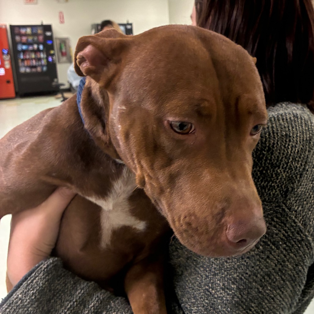 Shelter Stray Female Dog last seen , Animal Care & Control Team of Philly, 111 W Hunting Park Ave, Philadelphia, PA 19140, USA