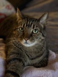 Lost Male Cat last seen Old Arlington Heights road, Buffalo Grove, IL 60089