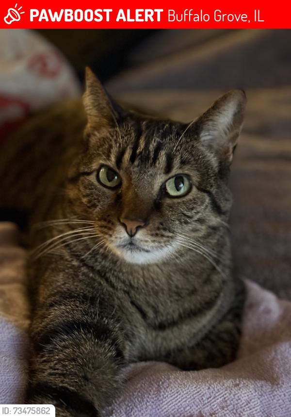 Lost Male Cat last seen Old Arlington Heights road, Buffalo Grove, IL 60089
