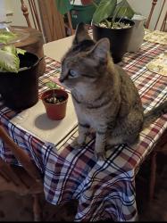 Lost Female Cat last seen E. Mill St., Waterloo, IL 62298