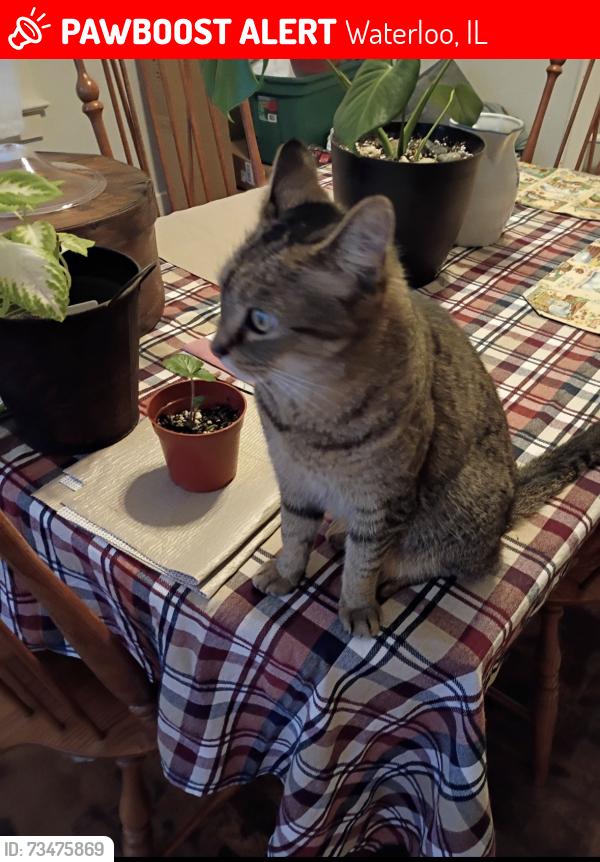 Lost Female Cat last seen E. Mill St., Waterloo, IL 62298