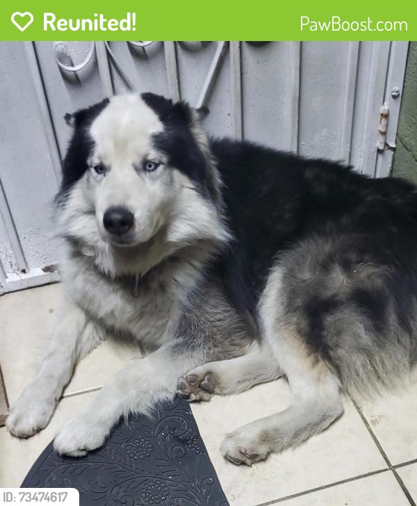 Reunited Male Dog last seen California ave and los flores st, Lynwood, CA 90262