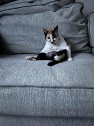Lost Female Cat last seen Near west, South Jordan, UT 84095