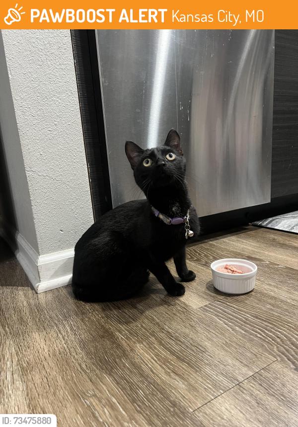 Found/Stray Female Cat last seen Kinsley Forrest apmts, Kansas City, MO 64118