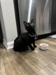 Found/Stray Female Cat last seen Kinsley Forrest apmts, Kansas City, MO 64118
