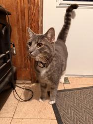 Reunited Male Cat last seen Blue Ridge Deli, Durham, NC 27713