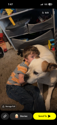 Lost Male Dog last seen Cedar creeek rd Cartersville ga, Cartersville, GA 30120