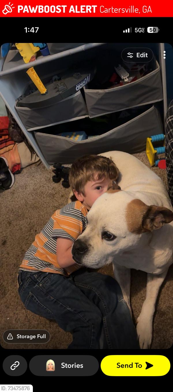 Lost Male Dog last seen Cedar creeek rd Cartersville ga, Cartersville, GA 30120