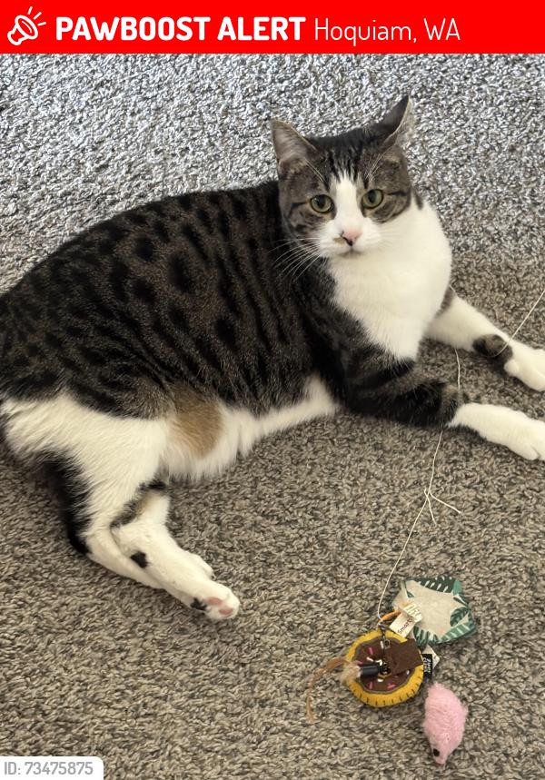 Lost Female Cat last seen Lincoln elementary, Hoquiam, WA 98550