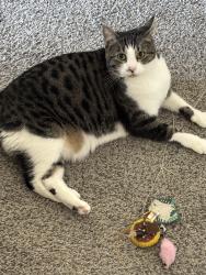 Lost Female Cat last seen Lincoln elementary, Hoquiam, WA 98550