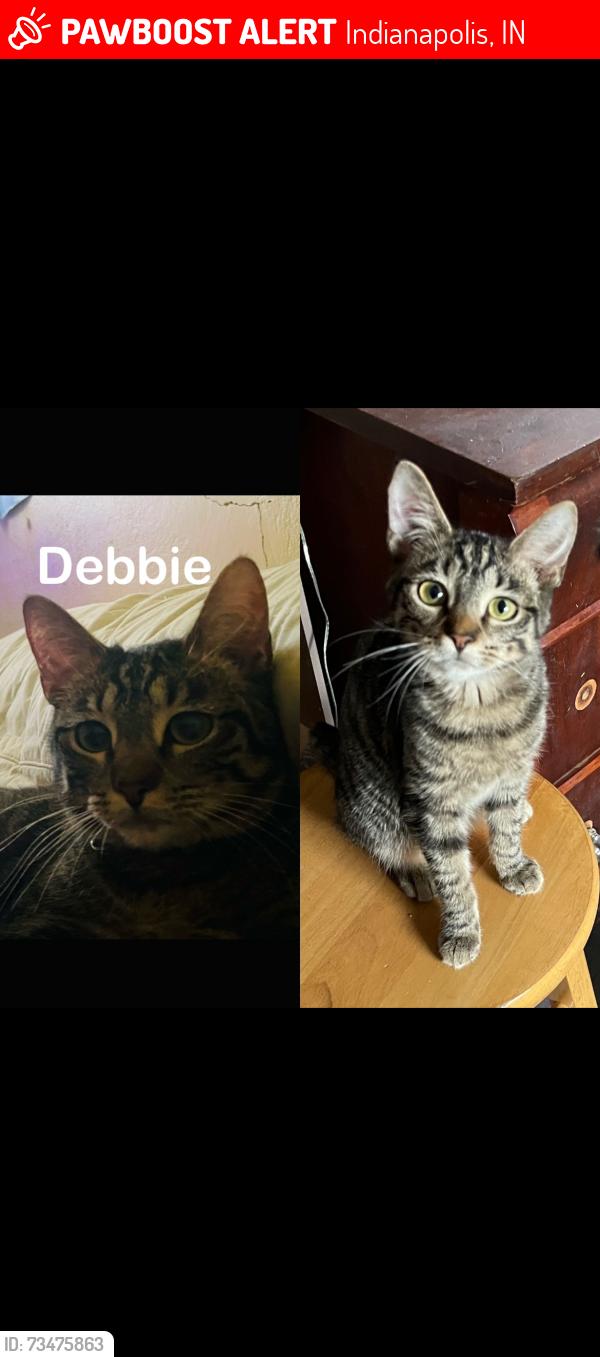 Lost Female Cat last seen Garfield, Indianapolis, IN 46203