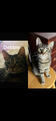 Lost Female Cat last seen Garfield, Indianapolis, IN 46203