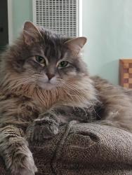 Lost Female Cat last seen Forest & Beaumont candy cane lane, Pacific Grove, CA 93950