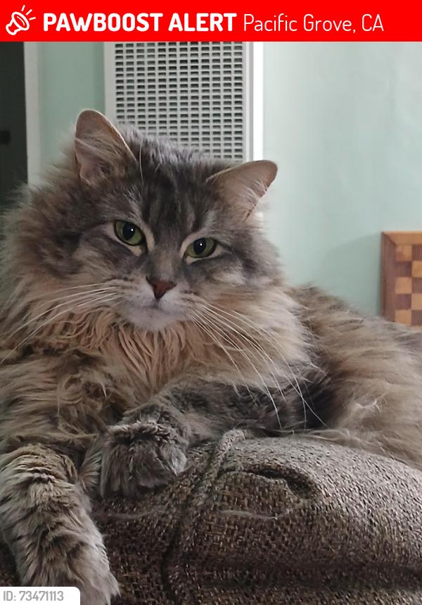 Lost Female Cat last seen Forest & Beaumont candy cane lane, Pacific Grove, CA 93950