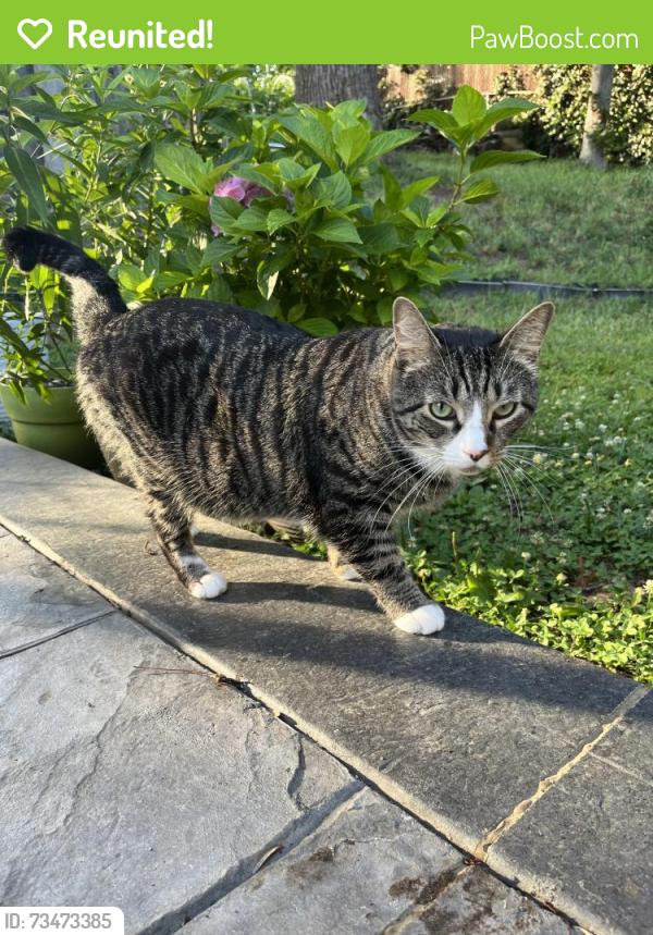 Reunited Male Cat last seen Willow Oak Pl, Springfield, VA 22153