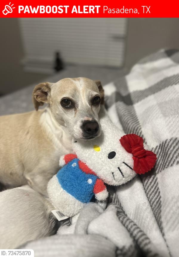Lost Female Dog last seen Deepwater, Pasadena, TX 77503
