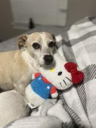 Lost Female Dog last seen Deepwater, Pasadena, TX 77503