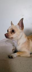 Found/Stray Male Dog last seen Los ángeles, Los Angeles, CA 90014