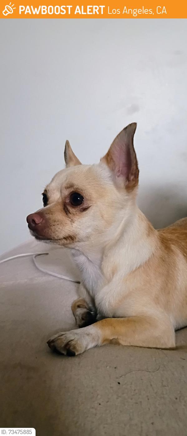 Found/Stray Male Dog last seen Los ángeles, Los Angeles, CA 90014