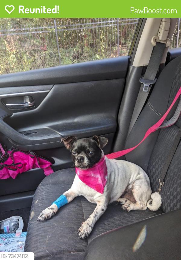 Reunited Female Dog last seen Terragon trail, Nashville, TN 37013