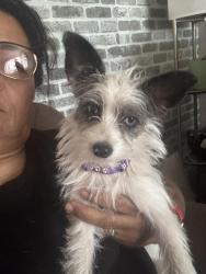 Lost Female Dog last seen Pallet company on rancho, Colton, CA 92324