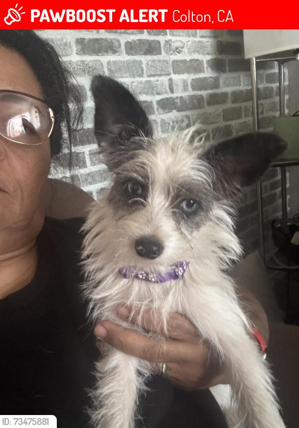 Lost Female Dog last seen Pallet company on rancho, Colton, CA 92324